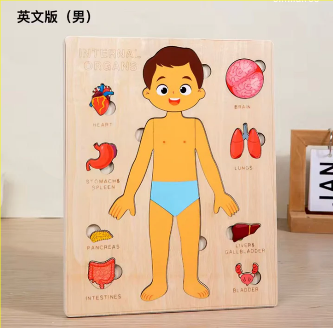 Puzzle Éducatif Corps Humain et Organes