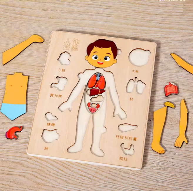 Puzzle Éducatif Corps Humain et Organes