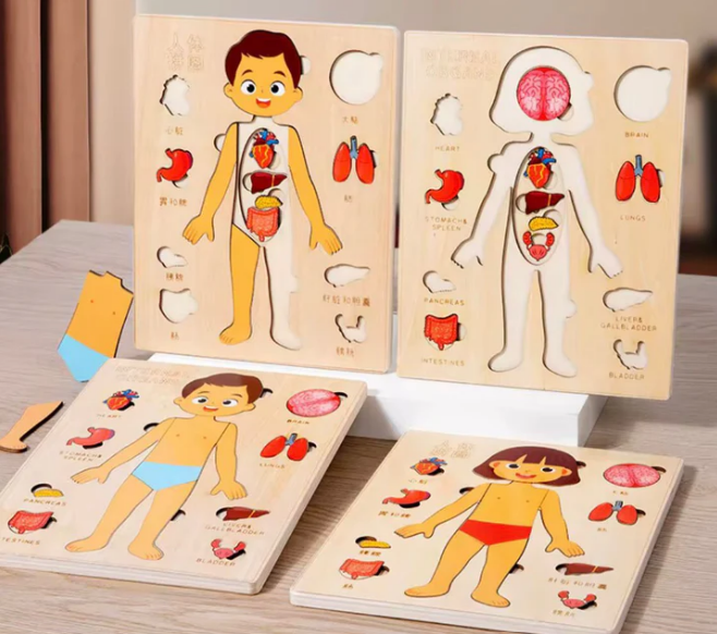 Puzzle Éducatif Corps Humain et Organes