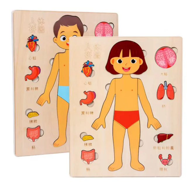 Puzzle Éducatif Corps Humain et Organes